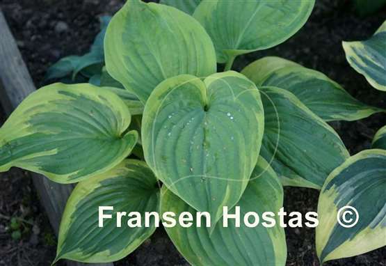 Hosta Essence of Sunset